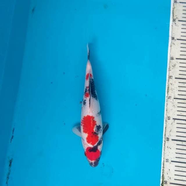 Maruten Showa Sanshoku HQ 30cm