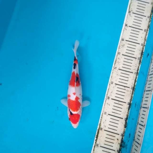 Showa Maruten Tategoi SQ 27cm