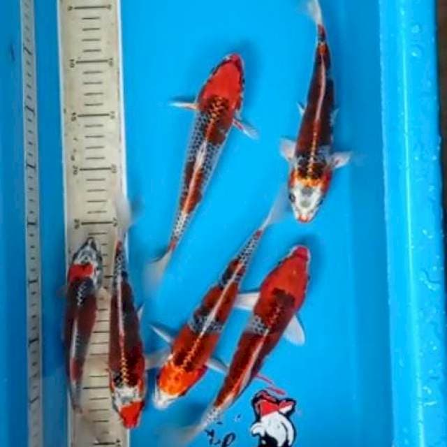 KOJAKU 17-23 CM ANTIKAN