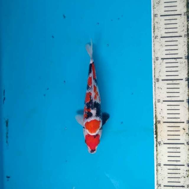 Maruten Kindai Showa HQ 27cm