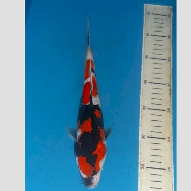 showa sangar original 30cm