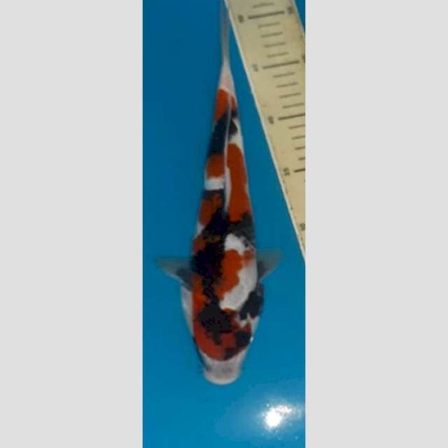 showa 30cm joss