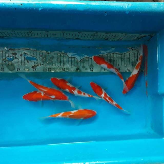Kohaku