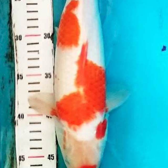 Kohakuo 41cm