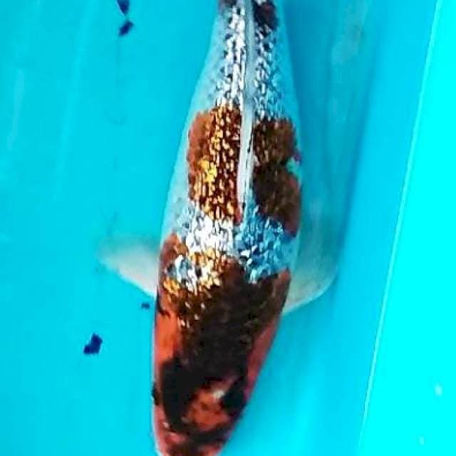 Goromo gindrin 25 cm
