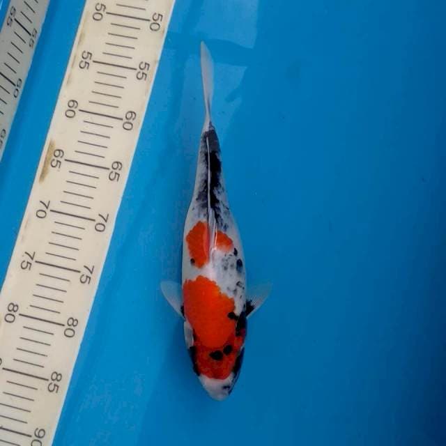 Deep red beni