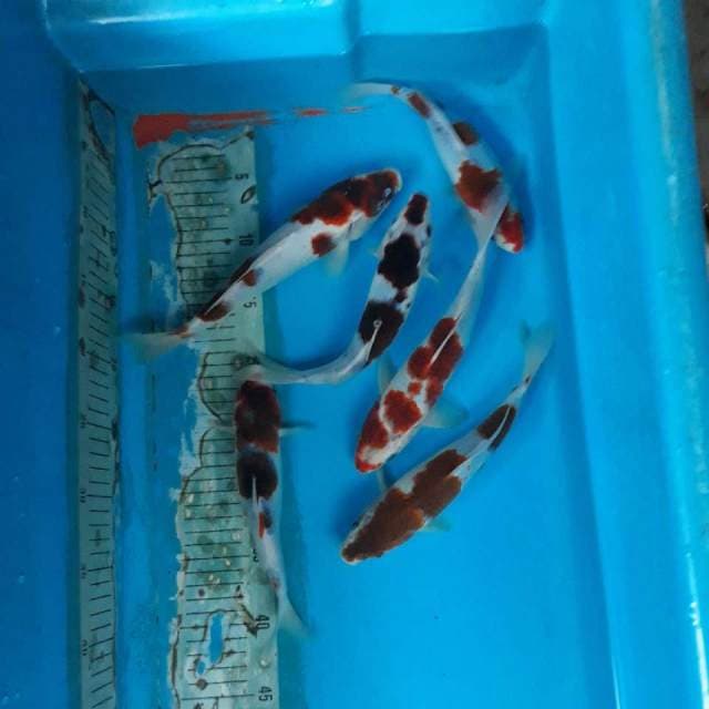Goromo