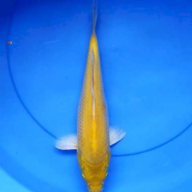 Karashi bersih 30 cm