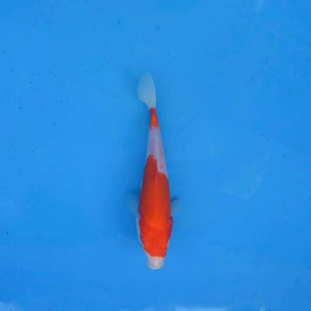 Kohaku Nidan F1