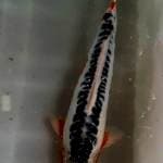 Shusui Jantan 40cm up