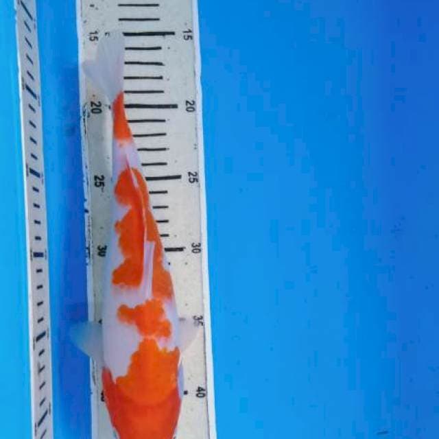Kohaku male 29cm