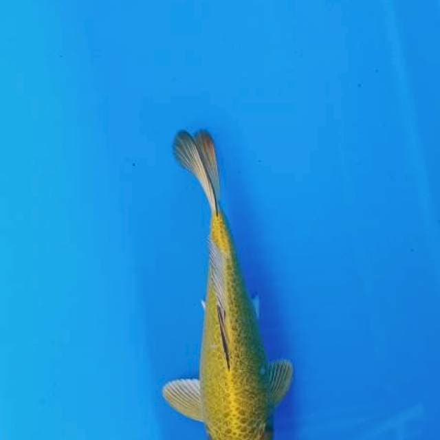 Mukasi 28 cm