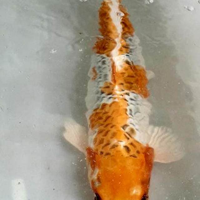 Kujaku 45cm