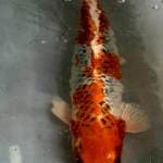 Kujaku 45cm