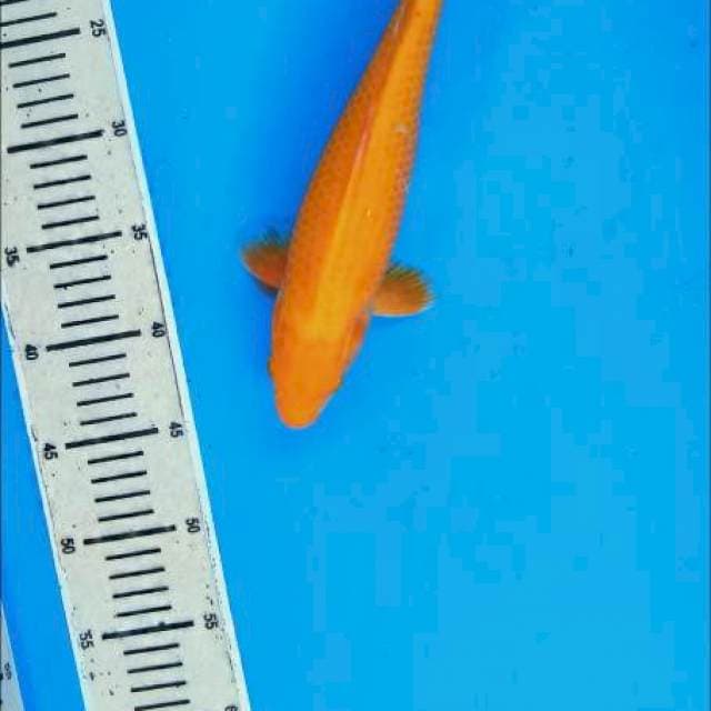 Oggon 30 cm