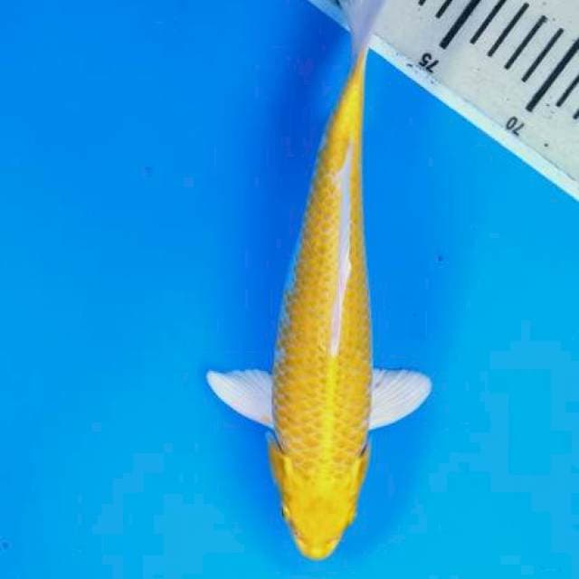Hariwake 28 cm