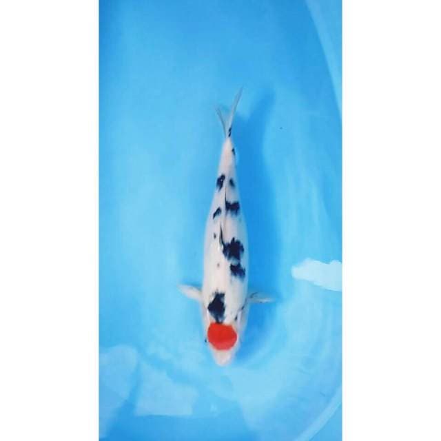 Tancho sanke 41 cm