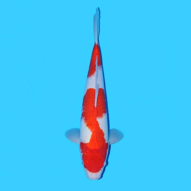 Kohaku Beni Tebal 
