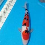 Sanke doitshu strong 37cm