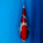 Kohaku ready show