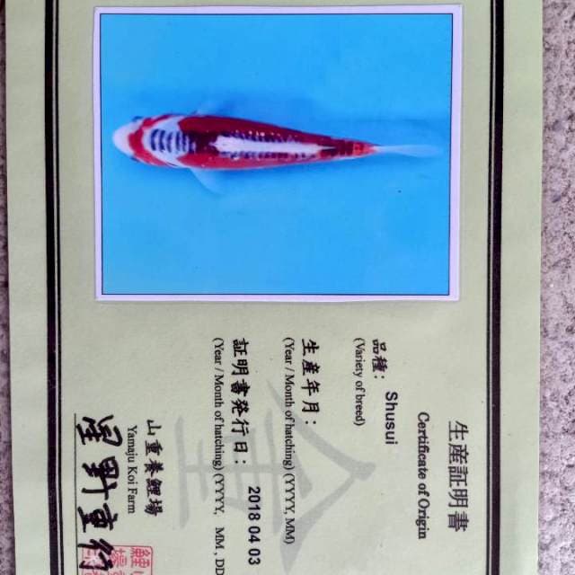 Shusui yamaju jantan 45cm