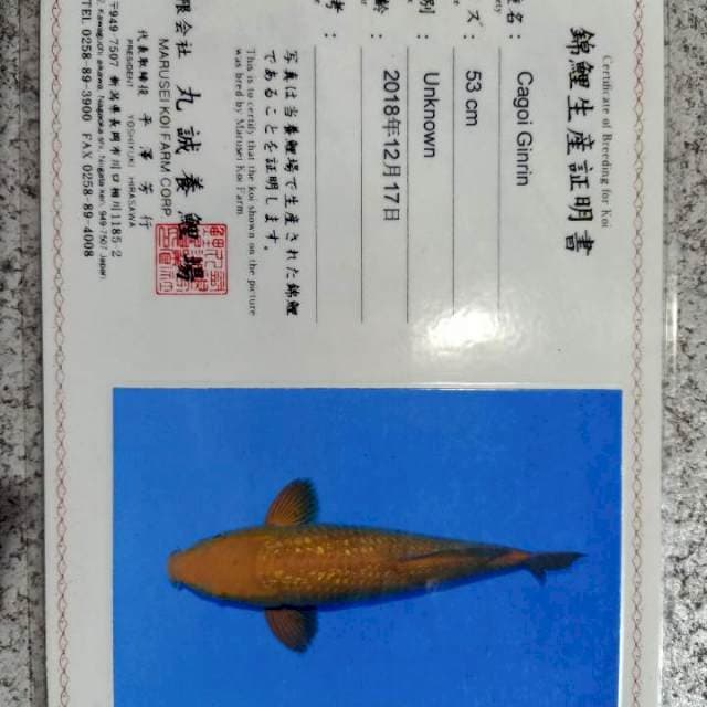 Chagoi ginrin marusei 57cm