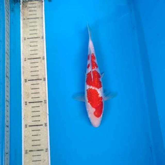 Kingirin kohaku