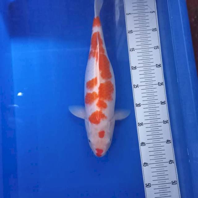 Kohaku ginuk ginuk