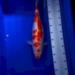 Kohaku ginuk ginuk