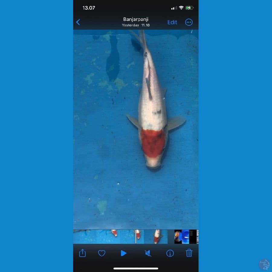 tancho sanke short body punuk