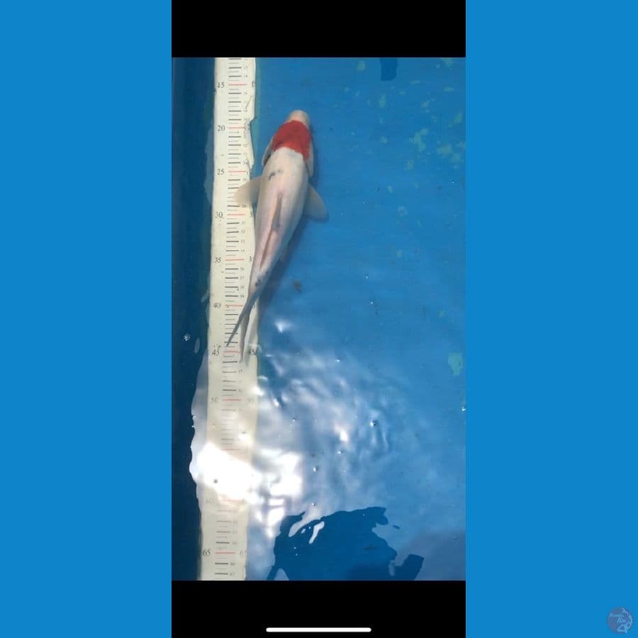 tancho sanke short body punuk
