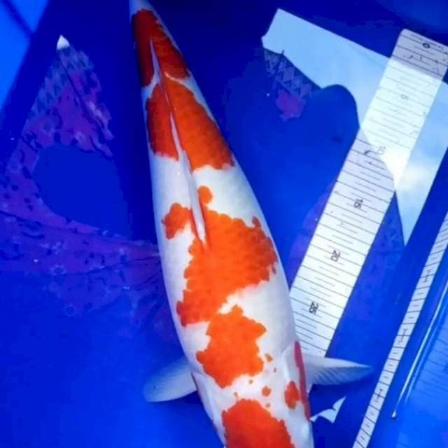 Kohaku jumbo size:55Bu