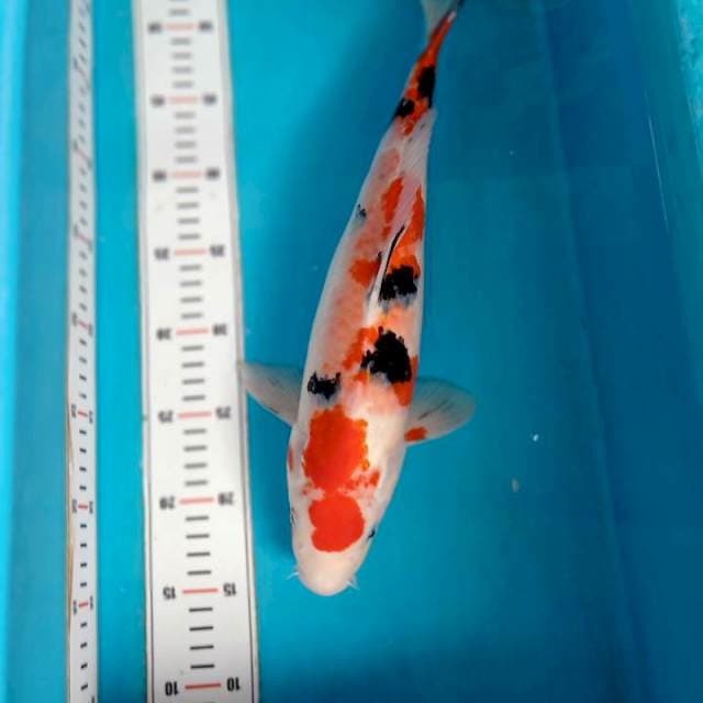 Sanke 40cm