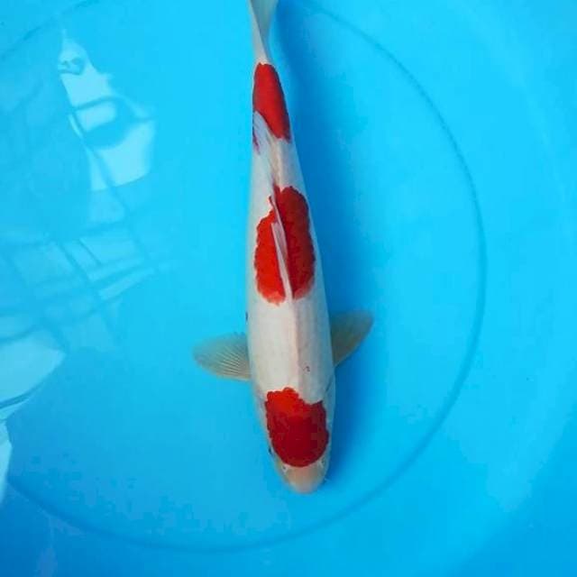 Kohaku