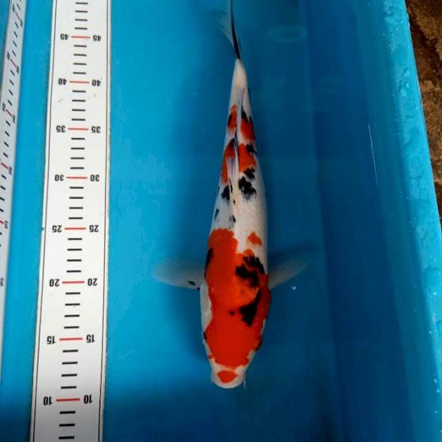 Sanke 37cm