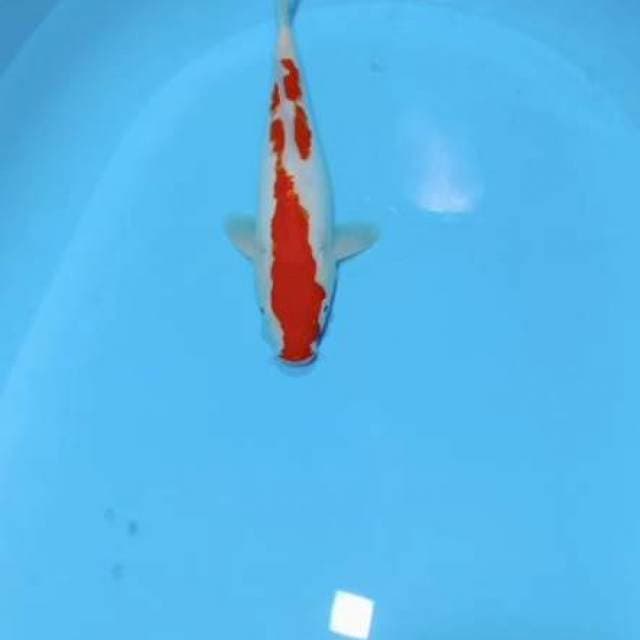 Kohaku pola antik.. 33cm