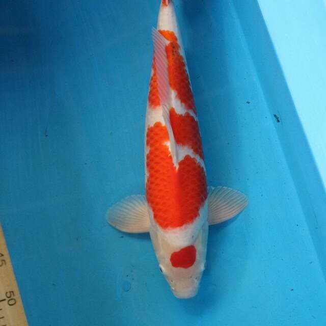 Kohaku Male 45 cm