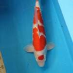 Kohaku Male 45 cm