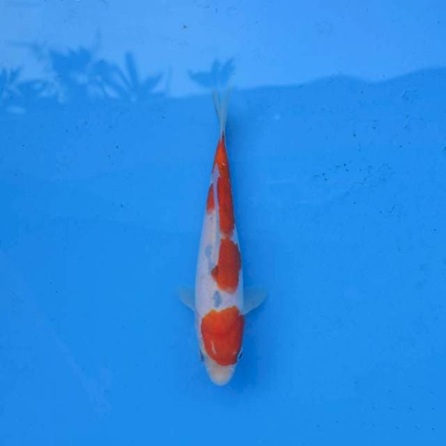 Tategoi Sanke F1
