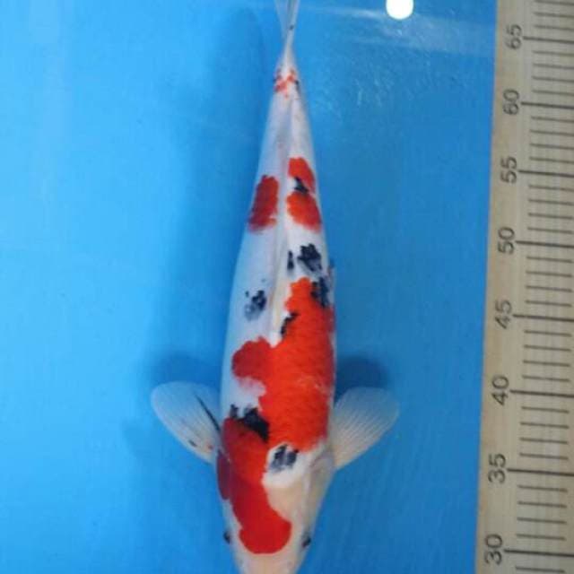 Sanke Male 40 cm