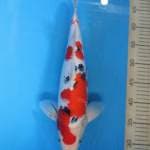 Sanke Male 40 cm