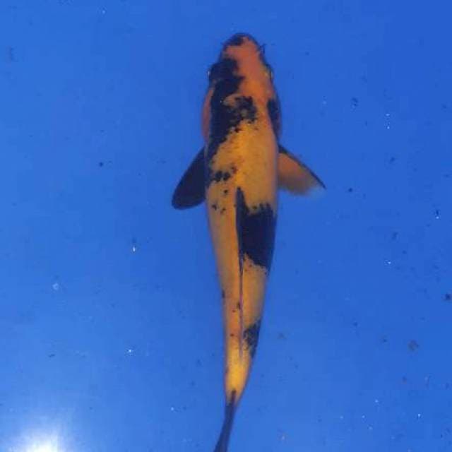 Ki Utsuri. 26cm