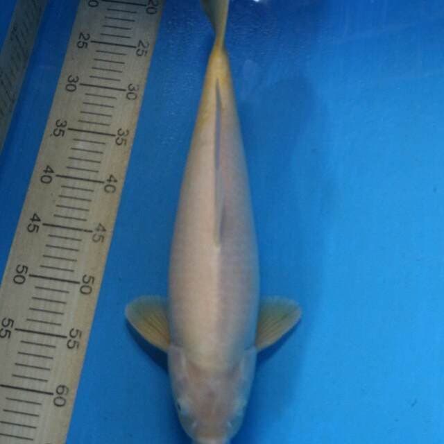 Karasi Akame 45 cm