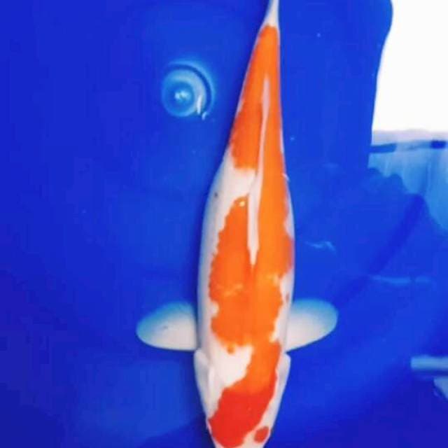 Kohaku  inazuma ori 42 cm