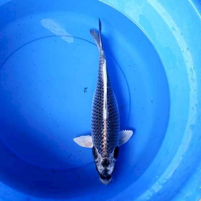 Indukan jozz 42 cm