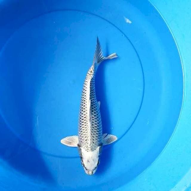Gin matshuba sip 32 cm