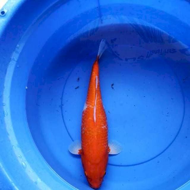 Kohaku indukan 41 cm