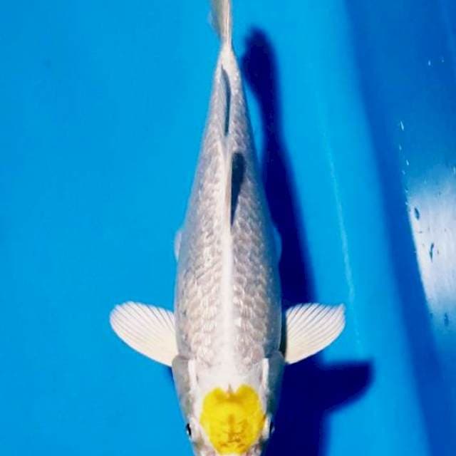 Tancho hariwake