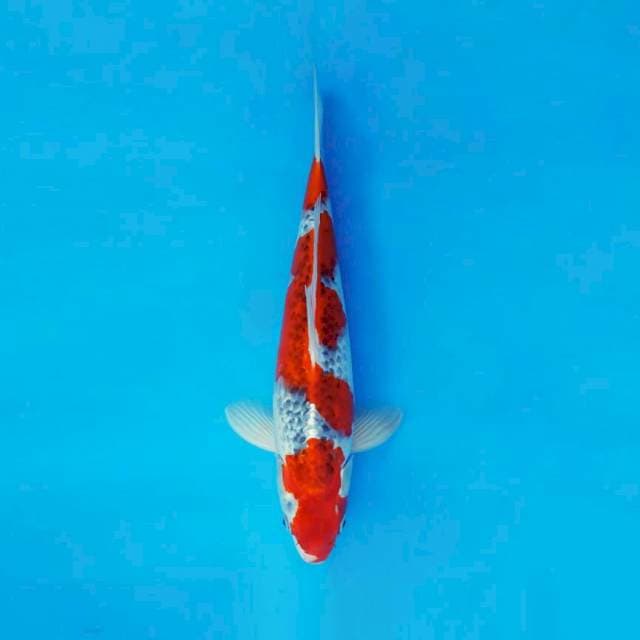 KONJO 5 - GOSHIKI ®