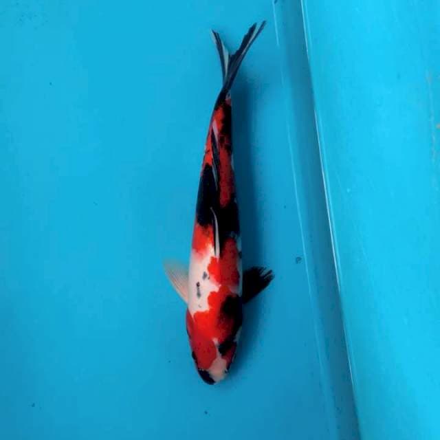 Showa 35cm jantan